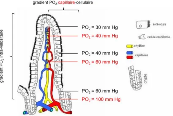 Figure 4 : Gradients en oxygène entre le capillaire villositaire et les entérocytes en fonction du  gradient en oxygène intravillositaire 