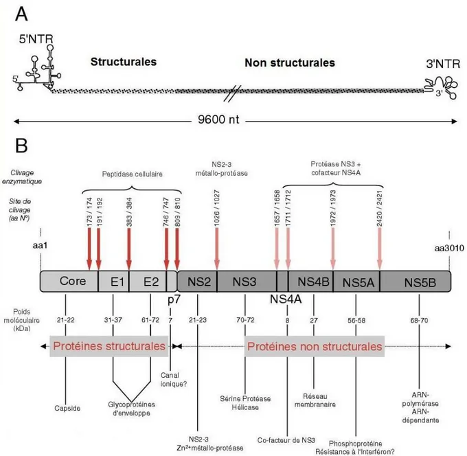 Figure 3 : Organisation génomique et protéique du virus de l’hépatite C  [5] .  A : Organisation du génome du VHC 