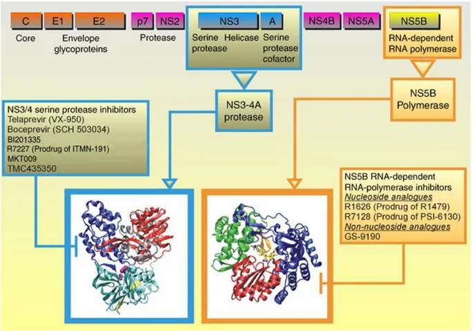 Figure 12 : Génome du VHC et nouvelles cibles potentielles  [58] . 