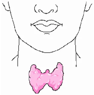 Figure 1 : situation de la glande thyroïde 