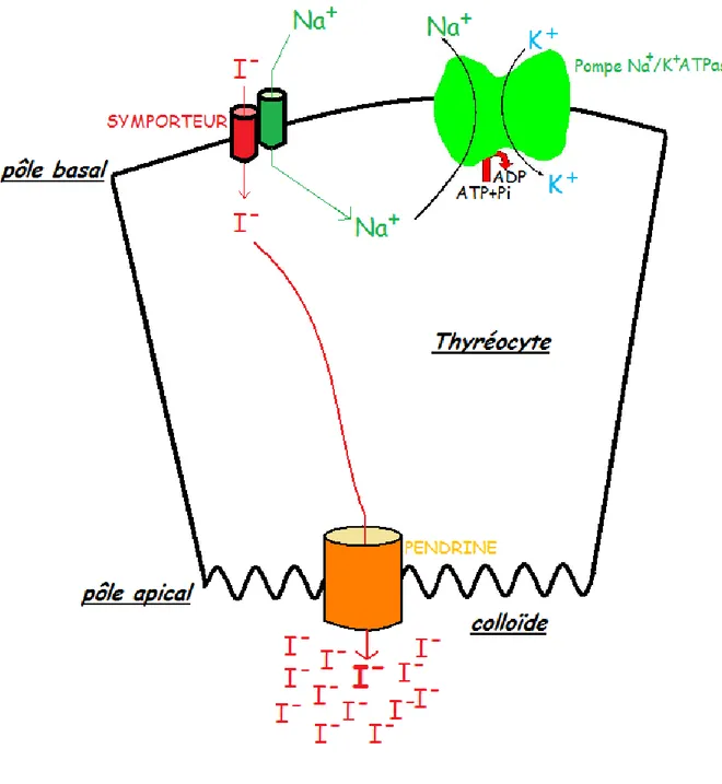 Figure 3 : Transport des ions iodures au travers du thyréocyte 