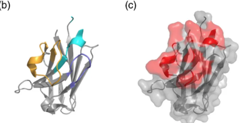 Fig. 2. Representation of the amino acid sequence (a) and 3D structure of cAbBCII-10 (PDB ID: