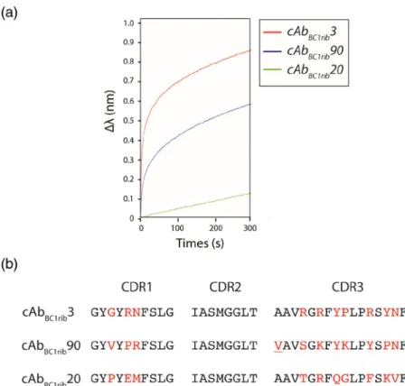 Fig. 5. Qualitative binding of cAb BC1rib 3 to the fusion RNA ϕBC1–