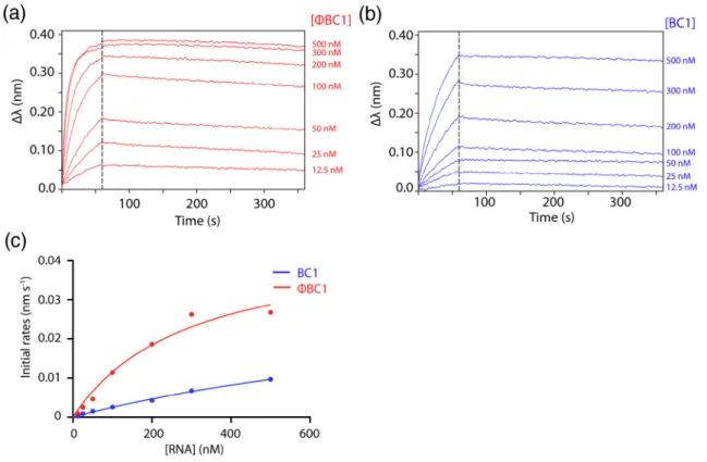 Fig. 7. Binding measurements of cAb BC1rib 3 to ΦBC1 (red) (a) and BC1 (blue) (b) performed by BLI