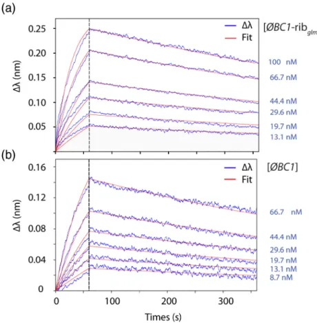 Figure 10 represents the CD spectra for ϕ BC1 – rib glmS and cAb BC1rib 3 alone or in complex at a 1:1 molar ratio cAb:stRNA