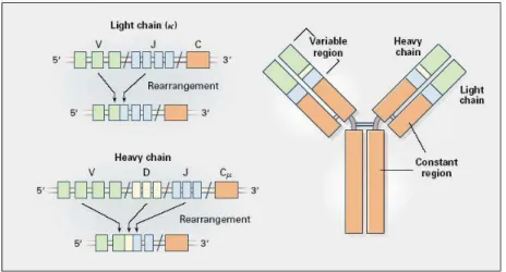 Figure  I.22 :  Réarrangements  des  chaines  légères  et  lourdes  d’immunoglobulines  par  recombinaisons  somatiques  des  segments  V(D)J