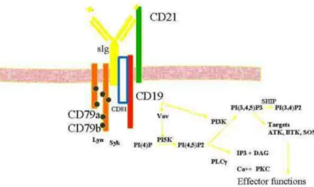 Figure  I.23 :  Représentation  schématique  du  B  cell  receptor  et  des  principales  voies  de  signalisation  associées