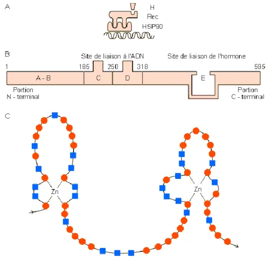 Figure 8 : Représentation schématique d'un récepteur à hormone stéroïde [107] 