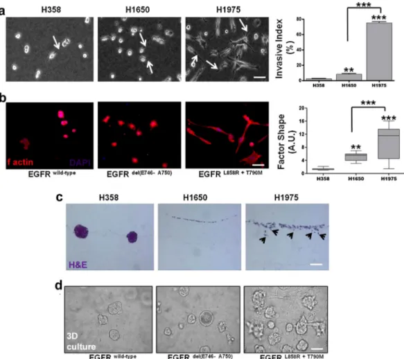 Fig. 1. Correlation between EGFR mutational status and invasive capacity in cellular models of NSCLC