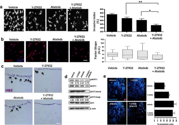 Fig. 4. ROCK inhibition synergises with EGFR to suppress survival and invasion in highly invasive NSCLC cells