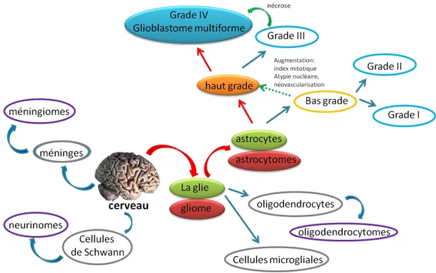 Figure 1 : les différents cancers cérébraux.  