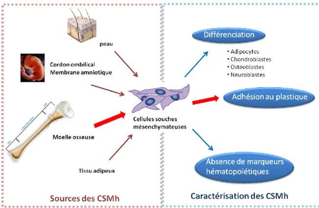 Figure  5  :  les  différentes  sources  et  modes  de  caractérisation  des  cellules  souches  mésenchymateuses  humaines