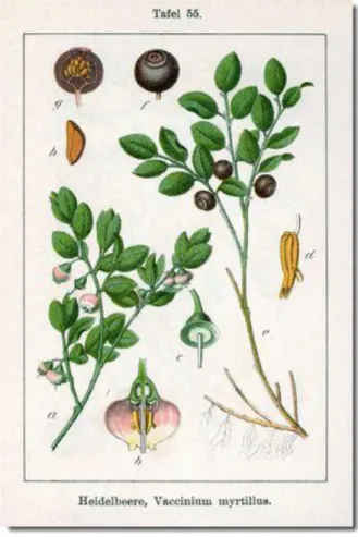 Figure 1 : Planche botanique de Vaccinum myrtillus L. (70). 