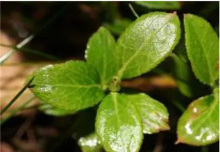 Figure 3 : Feuilles de Vaccinum myrtillus (75). 