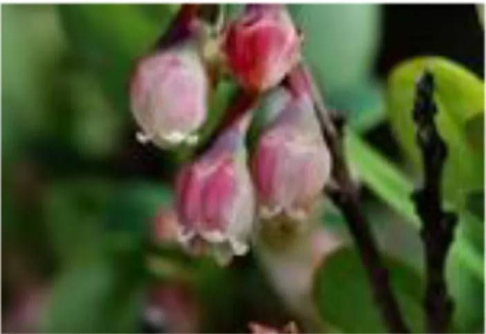 Figure 7 : Fleurs de Vaccinium uliginosum (72). 