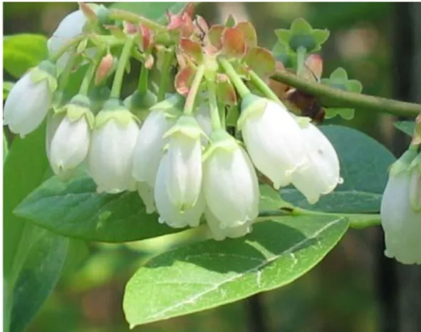 Figure 9 : Fleurs de Vaccinium corymbosum (79). 