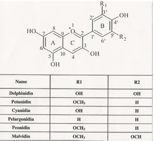 Figure 14 : Structure chimique des principaux anthocyanidines (65). 