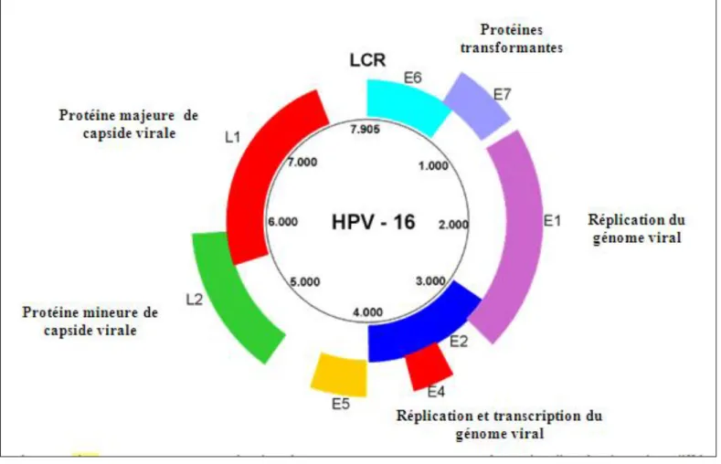 Figure  4.  Représentation  schématique  de  l’organisation  du  génome  d’un  papillomavirus  humain  (génotype  de  HPV  16)  constitué  de  8  phases  de lecture ouvertes (E1, E2, E4, E5, E6, E7, L1 et L2), d’après [3]