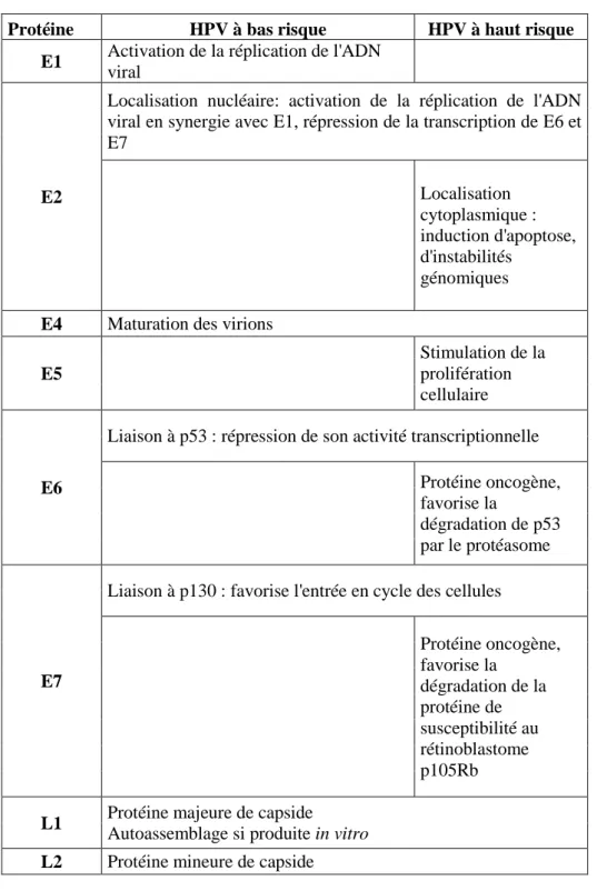 Tableau I. Propriétés biologiques des protéines des HPV [107]. 