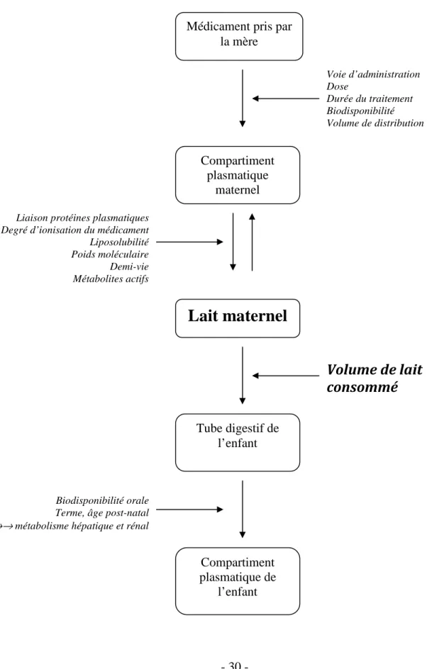 Fig. I : Représentation schématique du circuit d’un médicament de la mère à l’enfant via le  lait maternel, et des facteurs qui l’influencent