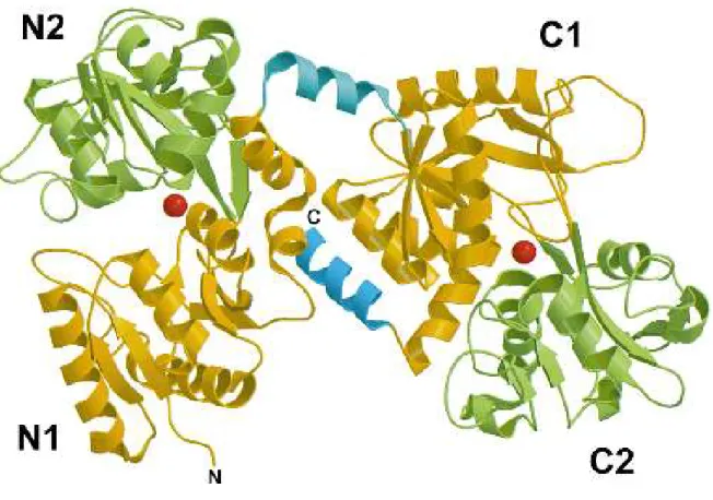 Fig. II : représentation de la lactoferrine humaine 