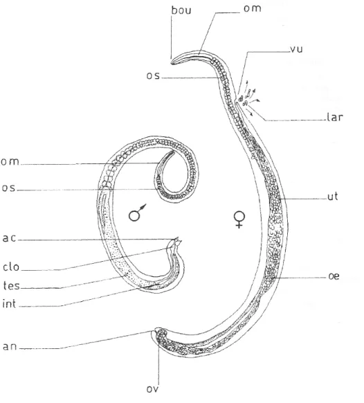 Figure n° 1 (Ripert C., 2007) : Morphologie des adultes mâle et femelle de Trichinella spiralis
