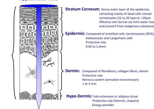 Figure   n°16|   Structure   of   human   healthy   skin   and   the   roles   of   each   separate   layer