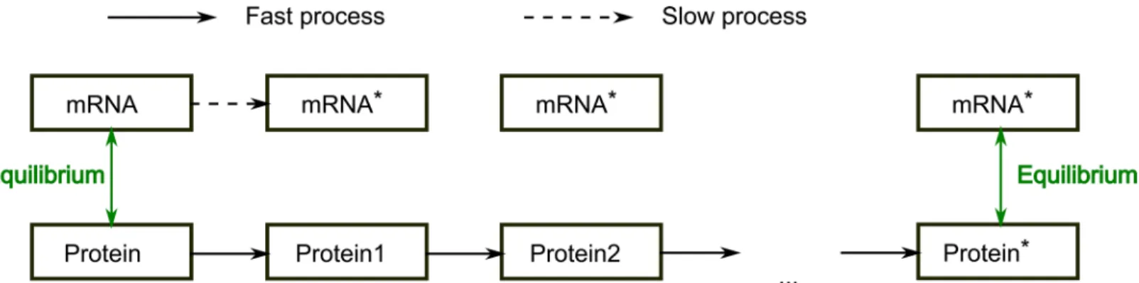 Fig 3. Graphical representation of the updating scheme. Every node consists of two variables, denoting the slow and fast processes, here dubbed mRNA and protein respectively