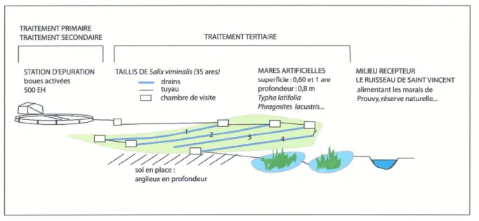 Figure 6. Schéma de l’installation du taillis de saules à Saint-Vincent 