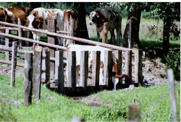 Figure 7. Aire d’accès pour l’abreuvement du bétail dans le ruisseau de la Goutaine à Habay  (photo D