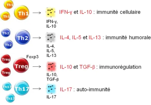 Figure 4. Profil des cytokines produites par TH1, TH2, Treg et TH17. 