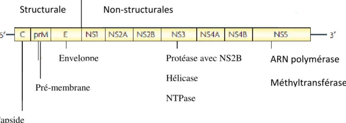 Figure 2: génome du virus de la dengue [7]: Code pour 3 protéines structurales et 7  protéines non-structurales