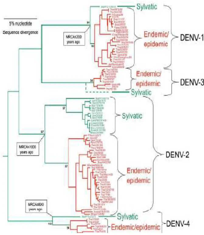 Figure 3: arbre phylogénétique des souches des quatre sérotypes du virus de la dengue  [8]