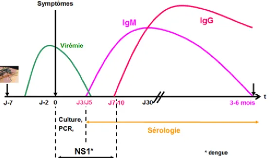 Figure 14: Cinétique des Ag et des Ac lors d’une primo-infection de la dengue: virémie  de J-2 à J5