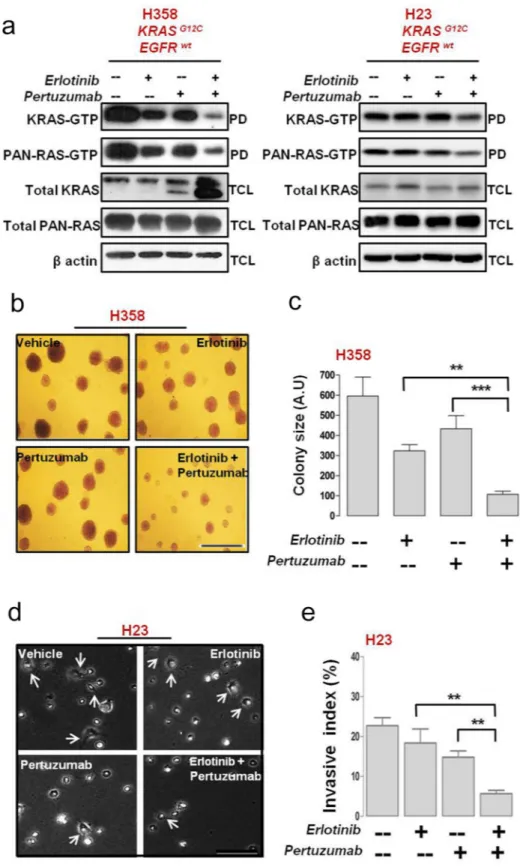Figure  5:  Anti-tumor  efficacy  of  erlotinib  and  pertuzumab  combination  in  EGFR/HER-dependent  KRAS  mutant  NSCLC cells
