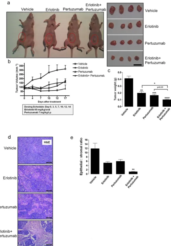Figure 6: Anti-tumor efficacy of sequential erlotinib/pertuzumab treatment in KRAS mutant xenografts