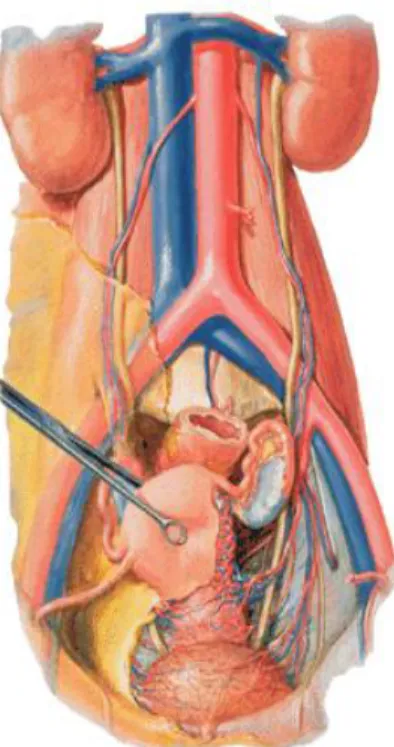 Figure 3 : Vascularisation utérine(3) 