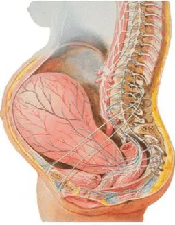 Figure 4 : Vue sagittale de l'utérus gravide(3) 