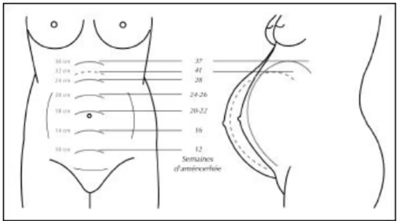 Figure 7 : Evolution de la hauteur utérine pendant la grossesse(11). 