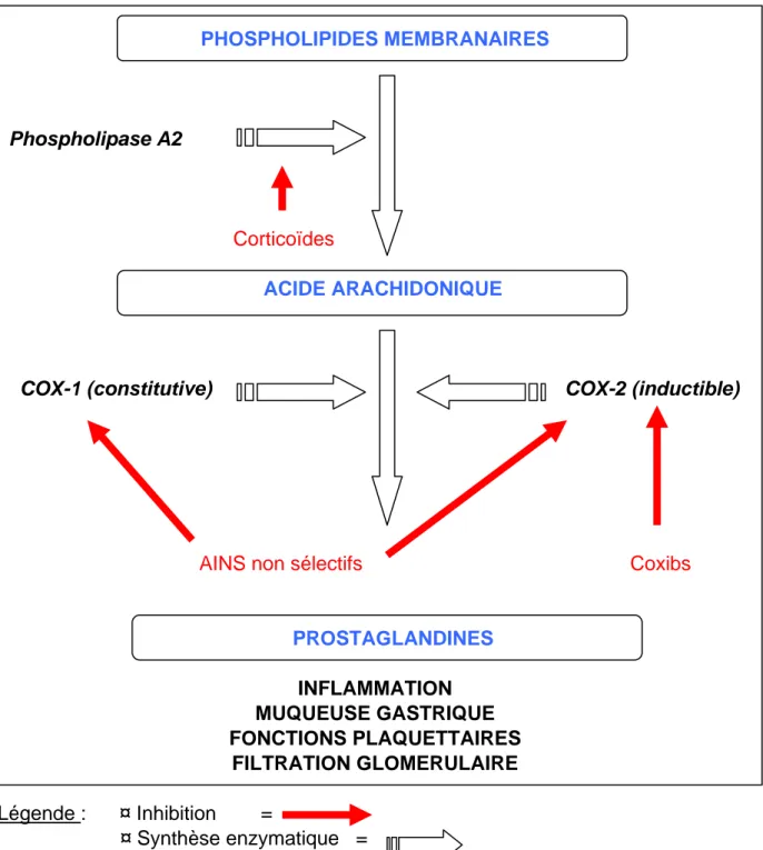 Figure 1 : les différents sites d’action des anti-inflammatoires (corticoïdes, AINS non  sélectifs et coxibs) dans la voie de la cyclo-oxygénase