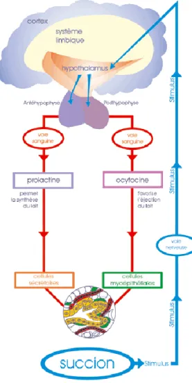 Figure 1 : physiologie de la lactation 