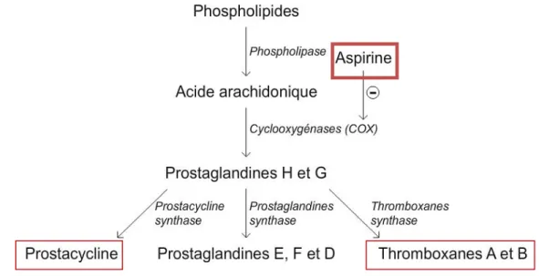 Figure 9: Action de l'aspirine sur les COX [57] 