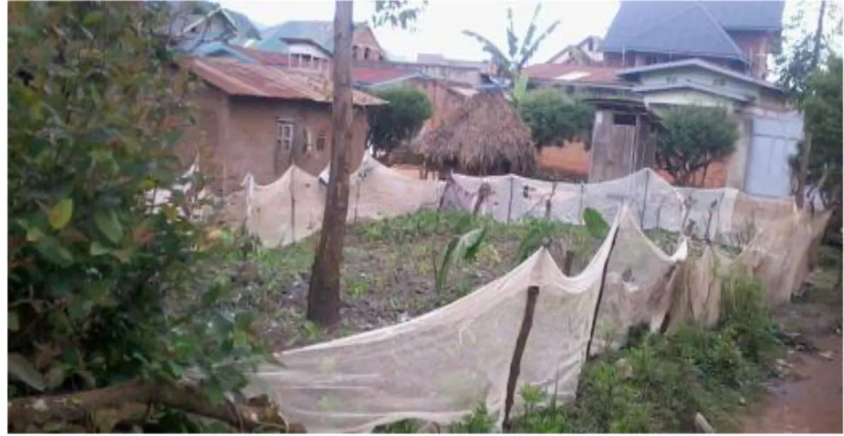 Figure I. Jardin clôturé avec des moustiquaires imprégnées – Butembo, RDC (Source:  Kasereka C,  2014)