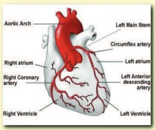 Figure 1 : Artères coronaires saines et cœur sain  http://www.yourheart.org.uk 