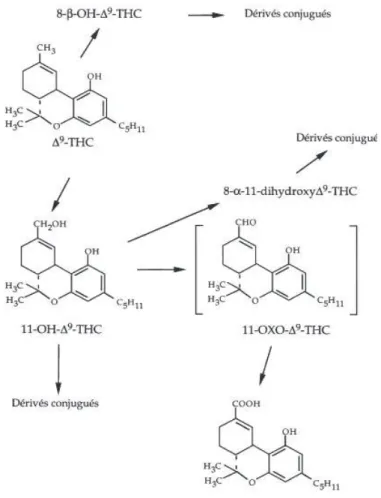 Figure 4: Principales voies métaboliques du  ǻ 9-THC (Garrett, 1979)[6]