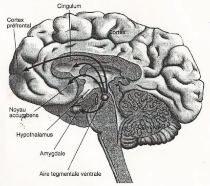 Figure  8:  Le  système  de  récompense :  les  voies  dopaminergiques,  mésolimbiques  et  mésocorticales