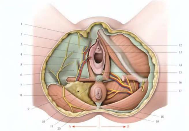 Figure 3 : Périnée féminin en position gynécologique 