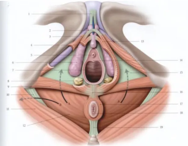 Figure 4 : Périnée féminin : topographie, muscles (vue inférieure) 