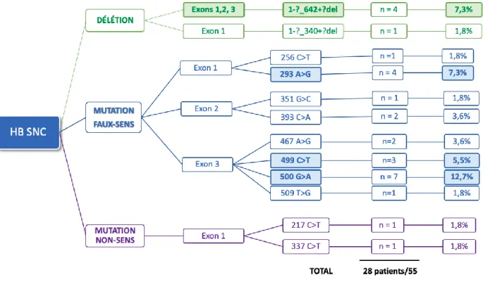 Figure 4.Profil génétique des patients porteurs d’hémangioblastomes du SNC  A. Mutations constitutionnelles de l’ADN  