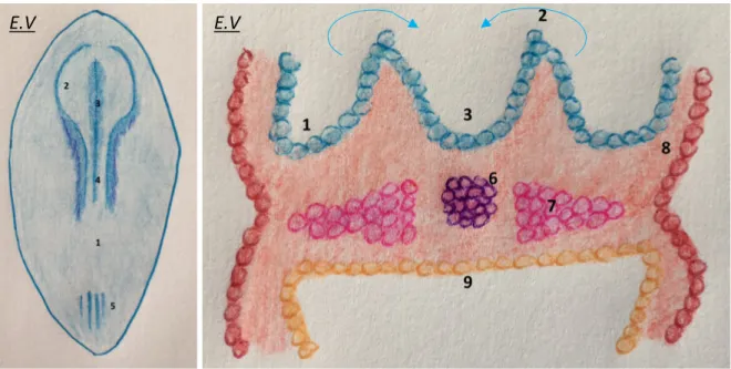 Figure 10 : Formation du tube neural par surélévation   et fusion des bourrelets neuraux (21 ème  jour)  Légende : 